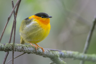 Orange-collared Manakin