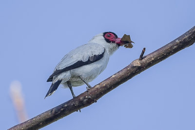 Masked Tityra