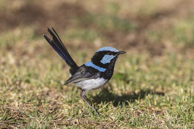 Superb Fairywren (m.)