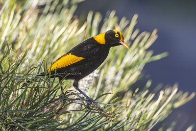 Regent Bowerbird