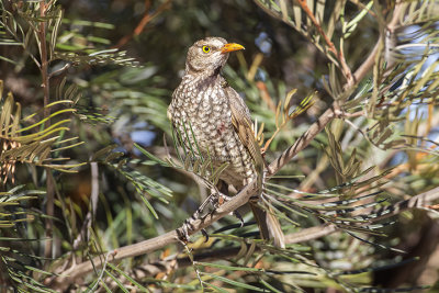 Regent Bowerbird (f.)