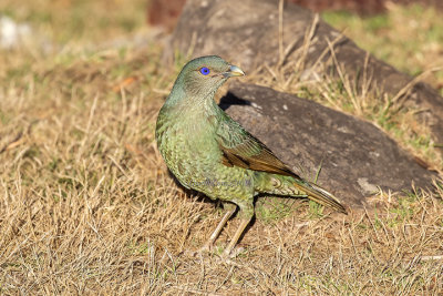 Satin Bowerbird (juv.)