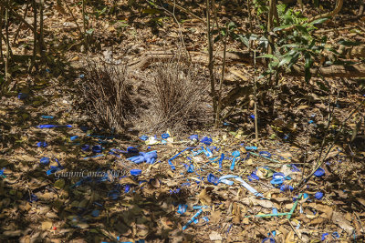 Satin Bowerbird courting area