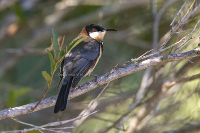 Eastern Spinebill (m.)