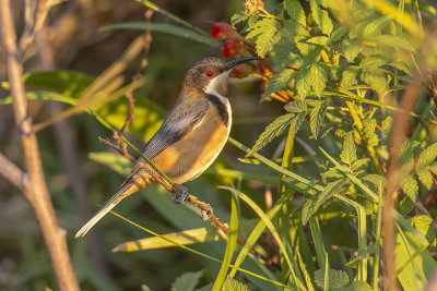 Eastern Spinebill (f.)