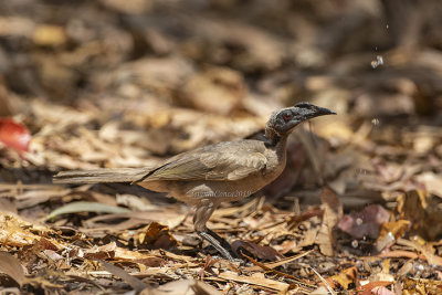 Noisy Friarbird