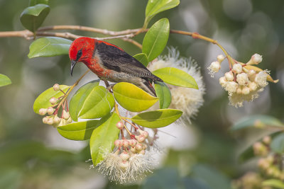 Scarlet Myzomela