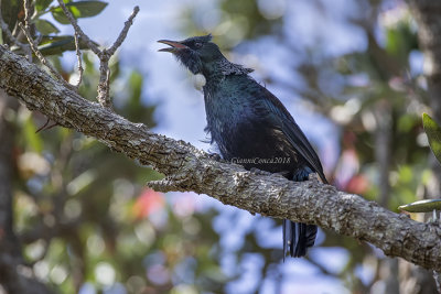 Tui