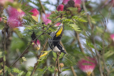 White-cheeked Honeyeater