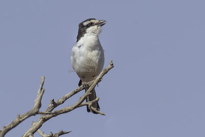 Southern Boubou