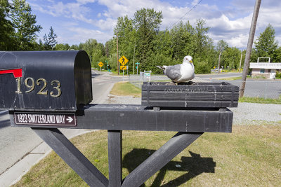 Site of breeding Short-billed Gull