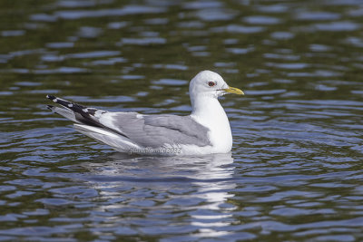 Short-billed Gull