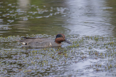 Green-winged Teal (m.)