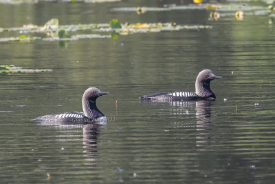Pacific Loon (cp.)