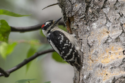 Hairy Woodpecker (m.)