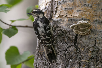 Hairy Woodpecker (f.)