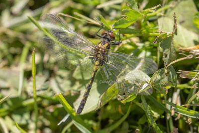 Boreal Whiteface (f.)