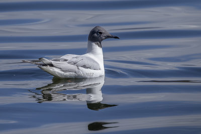 Bonaparte's Gull