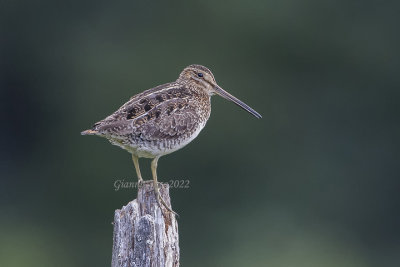 Wilson's Snipe