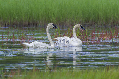 Trumpeter Swan