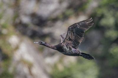 Pelagic Cormorant
