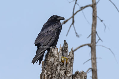 Northern Raven