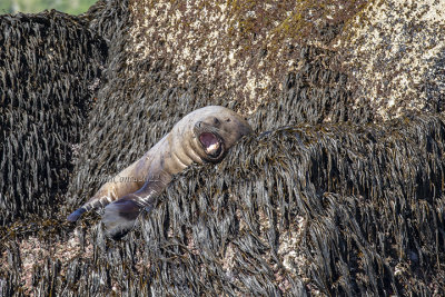 Steller Sea Lion