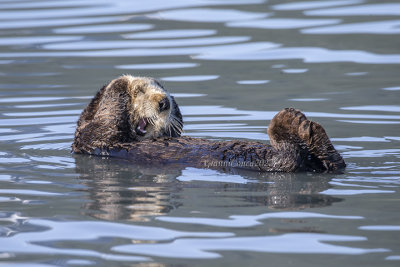 Sea Otter
