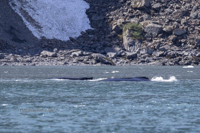 Humpback Whale