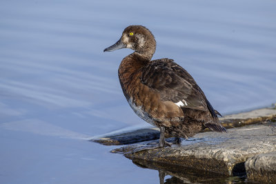 Greater Scaup (f.)
