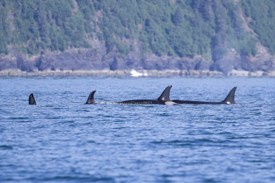 Killer Whale