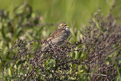 Savannah Sparrow 