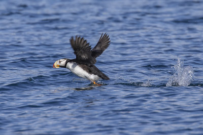 Horned Puffin