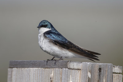Tree Swallow