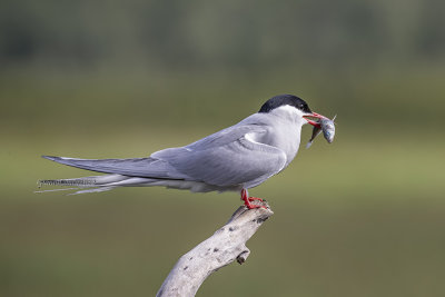 Arctic Tern