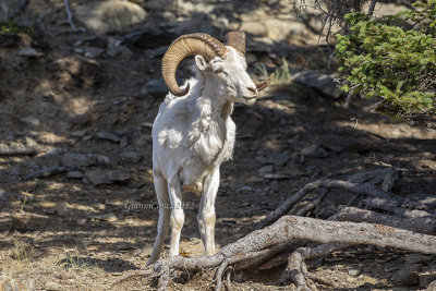 Dall's Sheep (m.)