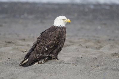Bald Eagle
