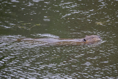 American Beaver