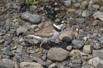 Semipalmated Plover