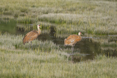 Sandhill Crane (cp.)