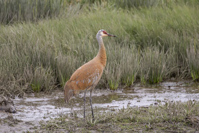 Sandhill Crane (cp.)