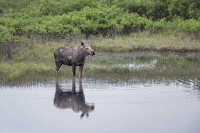 Moose (f.)