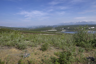 Tundra