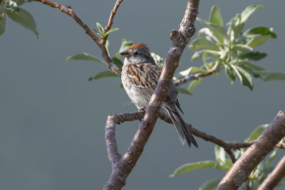 American Tree Sparrow