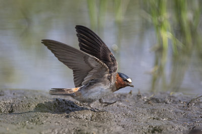 American Cliff Swallow
