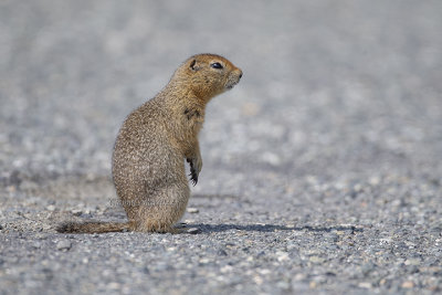 Arctic Ground Squirrel