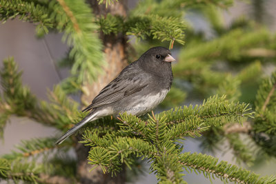 Dark-eyed Junco (m.)