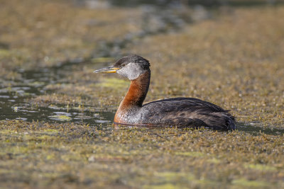 Hollbll's Grebe