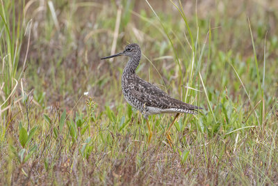 Lesser Yellowlegs