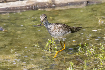 Lesser Yellowlegs